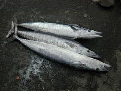 Acanthocybium solandri