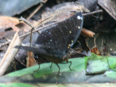 Lexias albopunctata albopunctata