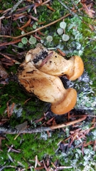 Aureonarius callisteus