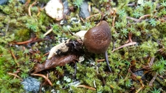 Cortinarius clandestinus