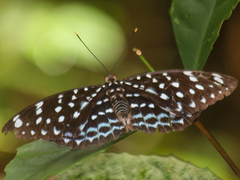 Lexias albopunctata albopunctata