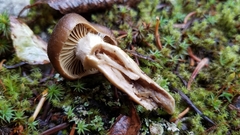 Cortinarius clandestinus