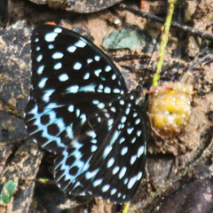 Lexias albopunctata albopunctata