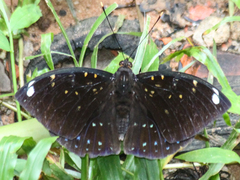 Lexias albopunctata albopunctata