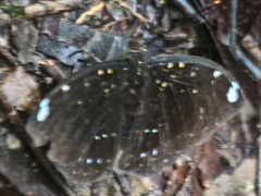 Lexias albopunctata albopunctata