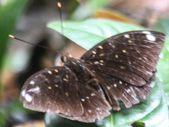 Lexias albopunctata albopunctata