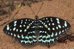 Lexias albopunctata albopunctata