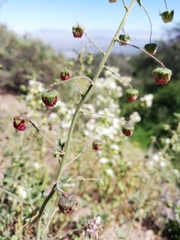 Cristaria dissecta dissecta