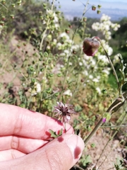 Cristaria dissecta dissecta