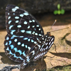 Lexias albopunctata albopunctata