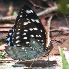 Lexias albopunctata albopunctata