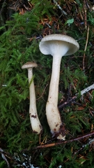 Ampulloclitocybe avellaneialba