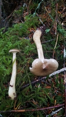 Ampulloclitocybe avellaneialba