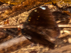 Lexias albopunctata albopunctata