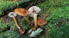 Cystoderma gruberianum
