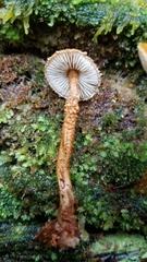 Cystoderma gruberianum