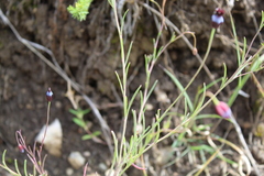 Porophyllum linaria
