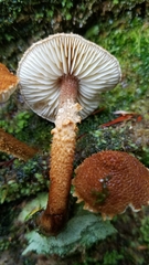 Cystoderma gruberianum