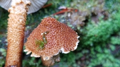 Cystoderma gruberianum