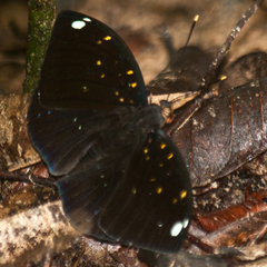 Lexias albopunctata albopunctata