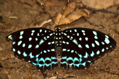 Lexias albopunctata albopunctata