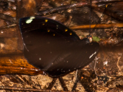 Lexias albopunctata albopunctata