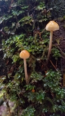 Hypholoma marginatum