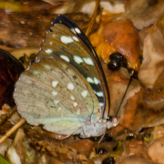 Lexias albopunctata albopunctata