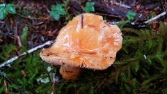 Lactarius aestivus