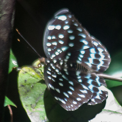 Lexias albopunctata albopunctata