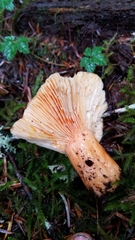 Lactarius aestivus