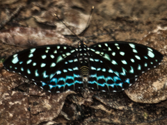 Lexias albopunctata albopunctata