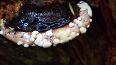Trichoderma pulvinatum