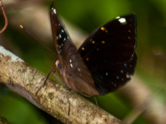 Lexias albopunctata albopunctata