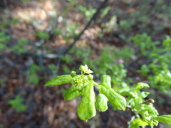 Buckleya distichophylla