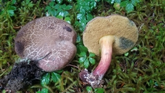 Xerocomellus diffractus