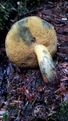 Xerocomellus rainisiae