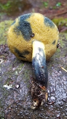 Xerocomellus rainisiae