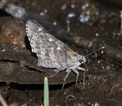 Agathymus baueri baueri