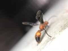 Sphaeropthalma boweri