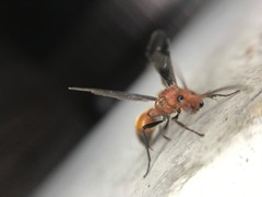 Sphaeropthalma boweri