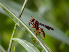 Polistes mexicanus