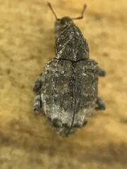 Conotrachelus affinis