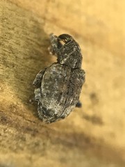 Conotrachelus affinis