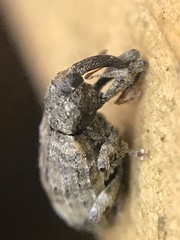 Conotrachelus affinis