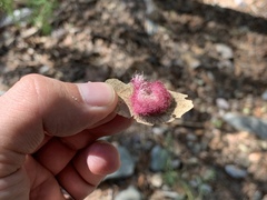 Cynips quercusnubila