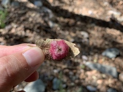 Cynips quercusnubila