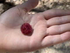 Cynips quercusnubila