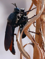 Ospriocerus