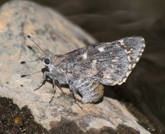 Agathymus baueri baueri